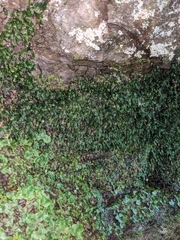 Dwarf bristle fern (Didymoglossum petersii)