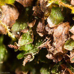 Dwarf bristle fern (Didymoglossum petersii)