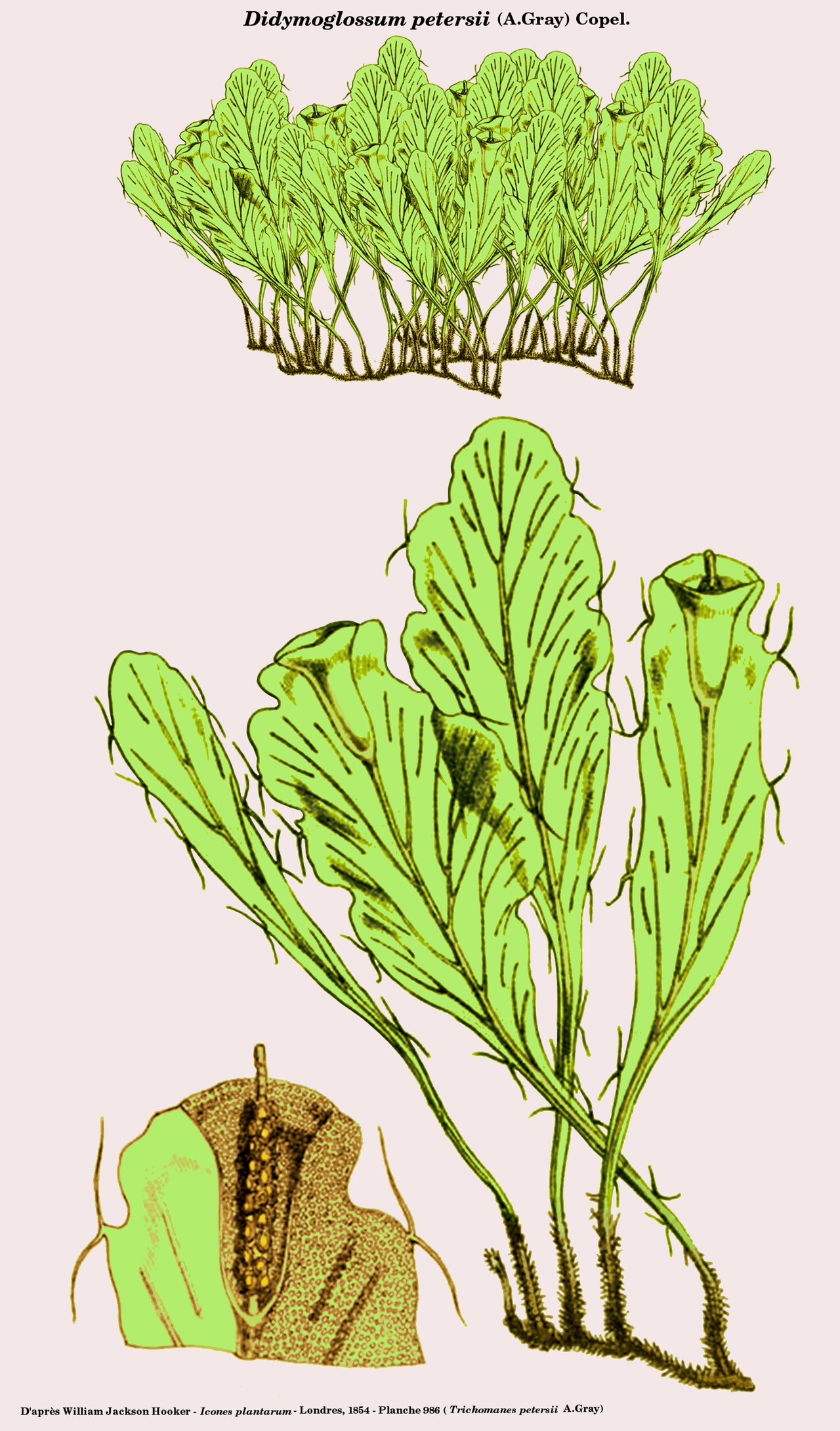Dwarf bristle fern: Didymoglossum petersii (Trichomanes petersii) - D'après William Jackson Hooker - Icones plantarum - 1854 - Planche reprise par D.Prévôt sous Gimp.