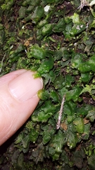 Dwarf bristle fern (Didymoglossum petersii)