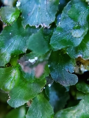 Dwarf bristle fern (Didymoglossum petersii)