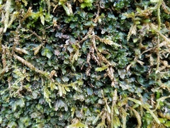 Dwarf bristle fern (Didymoglossum petersii)