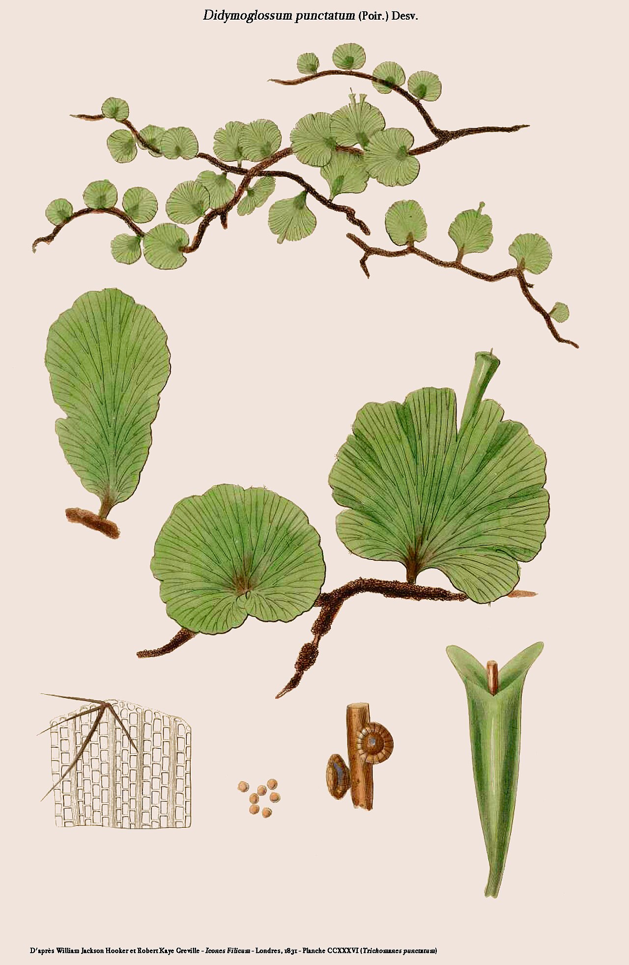 Didymoglossum punctatum: Didymoglossum punctatum (Poir.) Desv. - Planche CCXXXVI de Icones filicum - Londres, 1831 - Reprise par D.Prévôt
