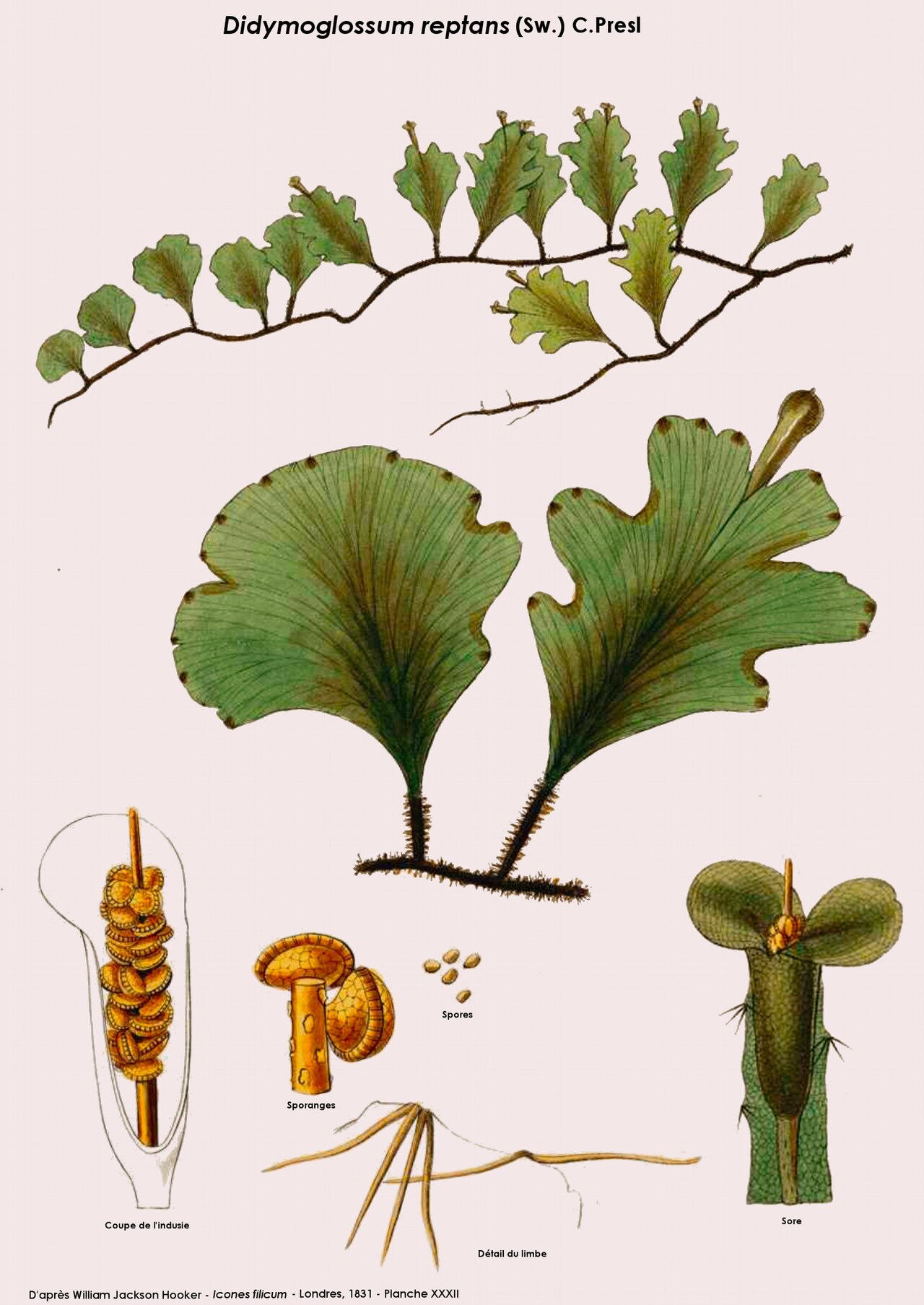 Didymoglossum reptans: Didymoglossum reptans - d'après William Jackson Hooker et Robert Kaye Greville - Icones filicum - Londres, 1831 - Planche retravaillée par D.Prévôt