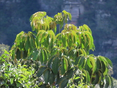 Didymopanax macrocarpus (Didymopanax macrocarpus)