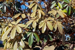 Didymopanax macrocarpus (Didymopanax macrocarpus)