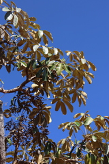 Didymopanax macrocarpus (Didymopanax macrocarpus)