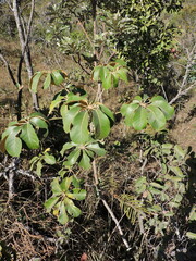 Didymopanax macrocarpus (Didymopanax macrocarpus)