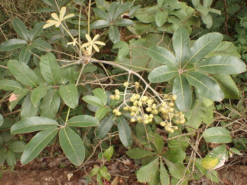 Didymopanax macrocarpus (Didymopanax macrocarpus)