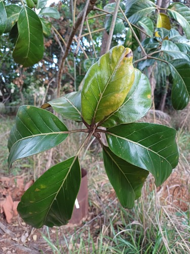 Didymopanax macrocarpus (Didymopanax macrocarpus)