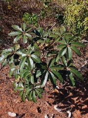 Didymopanax macrocarpus (Didymopanax macrocarpus)