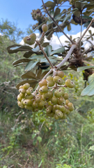 Didymopanax macrocarpus (Didymopanax macrocarpus)