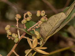 Didymopanax macrocarpus (Didymopanax macrocarpus)