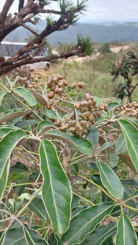 Didymopanax macrocarpus (Didymopanax macrocarpus)