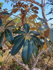Didymopanax macrocarpus (Didymopanax macrocarpus)