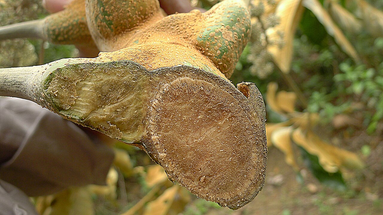 Matchwood: Schefflera morototoni (Aubl.) Maguire, Steyerm. & Frodin