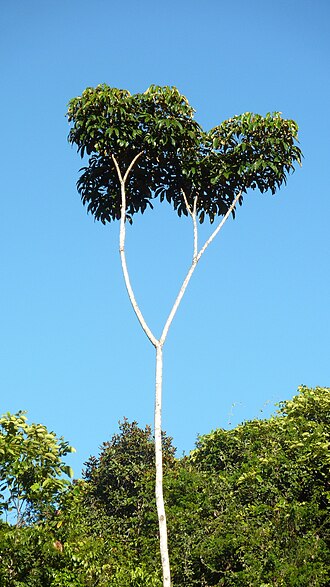 Matchwood: Schefflera morototoni (Aubl.) Maguire, Steyerm. & Frodin