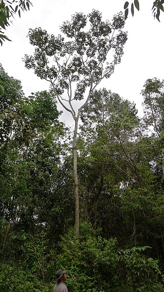 Matchwood: Schefflera morototoni (Aubl.) Maguire, Steyerm. & Frodin