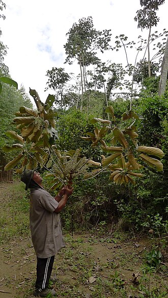 Matchwood: Schefflera morototoni (Aubl.) Maguire, Steyerm. & Frodin