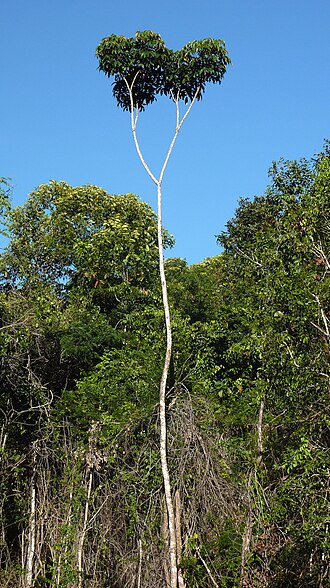 Matchwood: Schefflera morototoni (Aubl.) Maguire, Steyerm. & Frodin