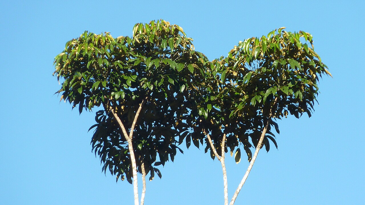Matchwood: Schefflera morototoni (Aubl.) Maguire, Steyerm. & Frodin