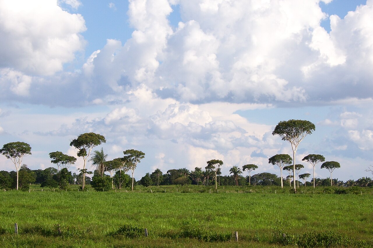 Matchwood: Schefflera morototoni syn. Didymopanax morototonii , in Mato Grosso , Brazil .