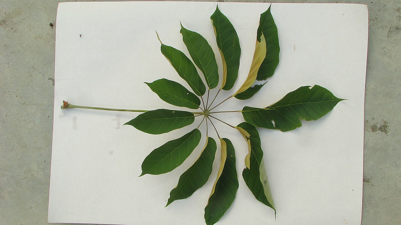 Matchwood: Schefflera morototoni (Aubl.) Maguire, Steyerm. & Frodin