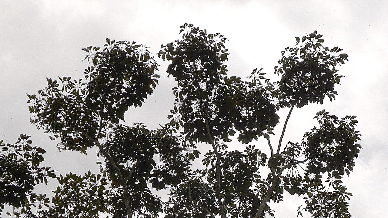 Matchwood: Schefflera morototoni (Aubl.) Maguire, Steyerm. & Frodin