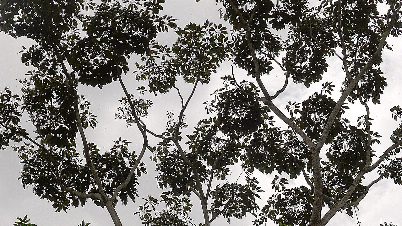 Matchwood: Schefflera morototoni (Aubl.) Maguire, Steyerm. & Frodin