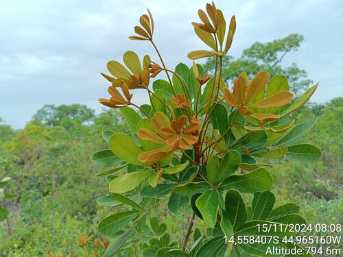 Didymopanax vinosus (Didymopanax vinosus)