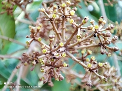Didymopanax vinosus (Didymopanax vinosus)