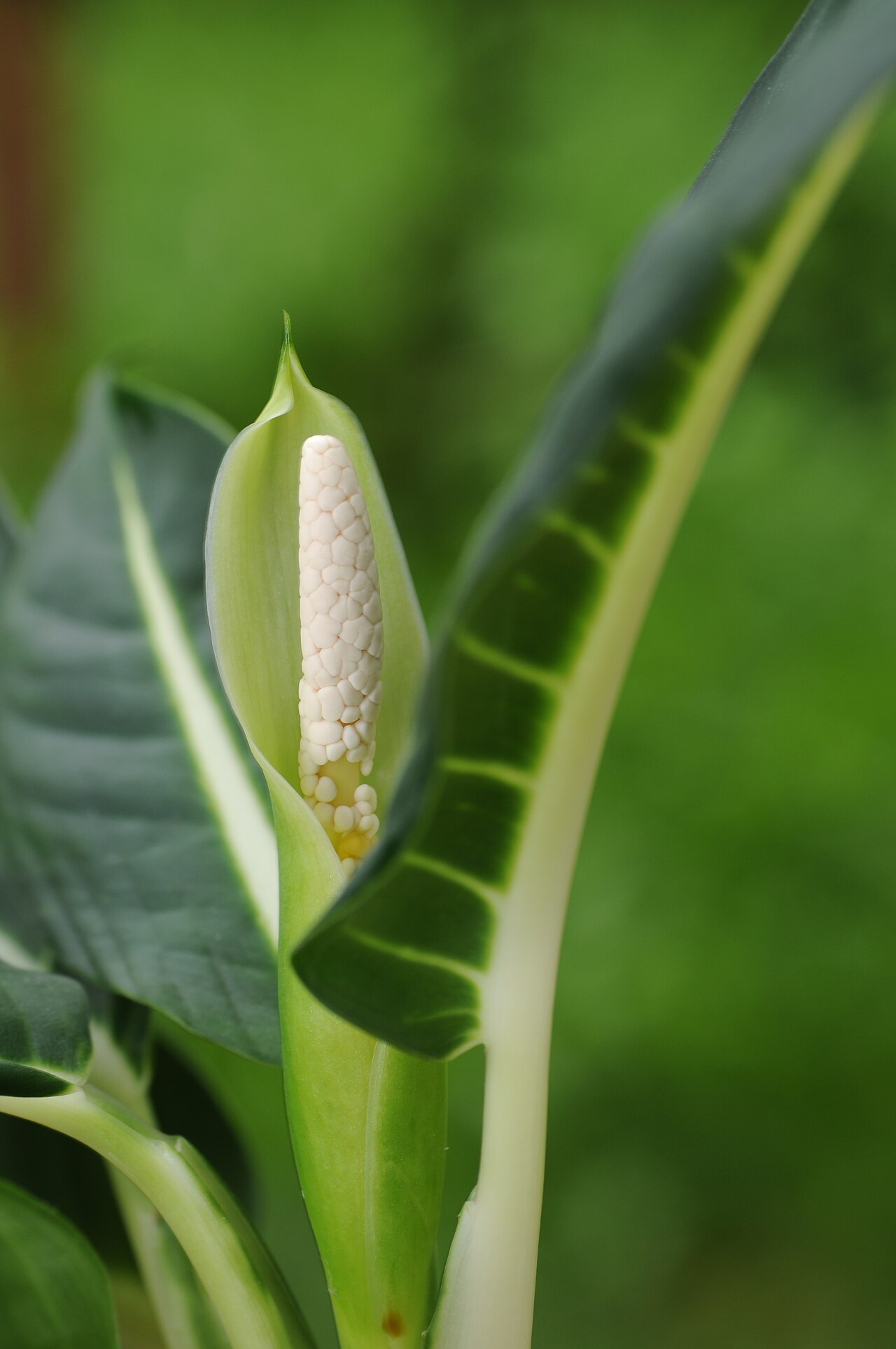 Dieffenbachia oerstedtii: Inflorescence of a Dieffenbachia oerstedii . The plant has been kept in indoor. The flower has opened at the beginning of June and smells stronlgy of almonds. A