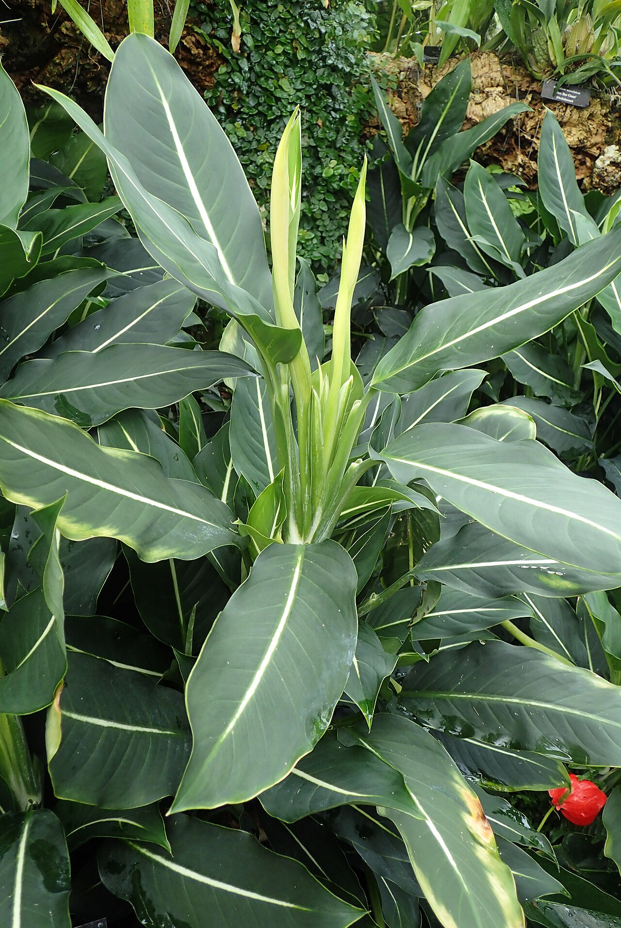 Dieffenbachia oerstedtii: Dieffenbachia oerstedii at Chicago Botanic Garden