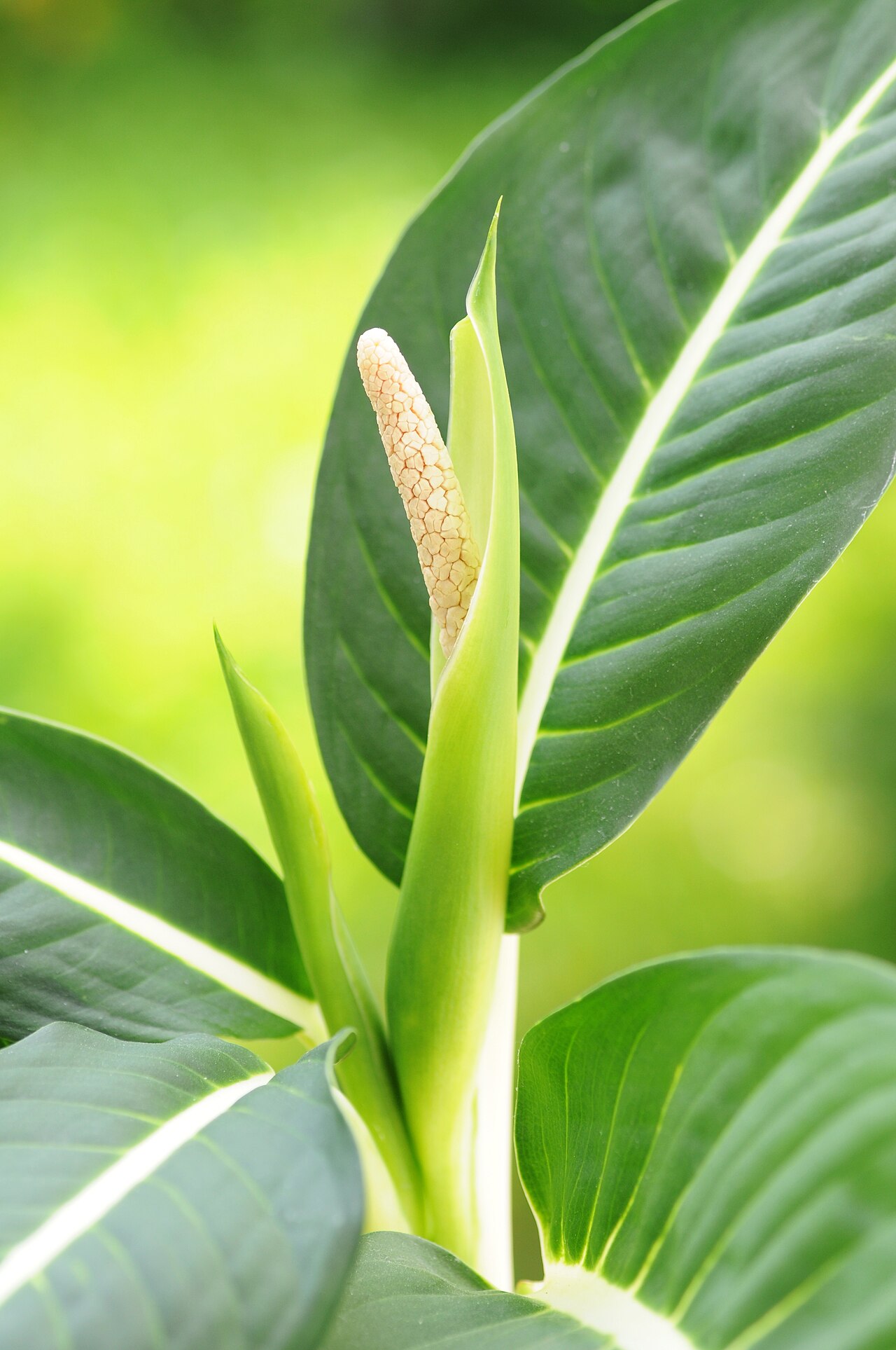 Dieffenbachia oerstedtii: Inflorescence of a Dieffenbachia oerstedii . The plant has been kept in indoor. The flower has opened at the beginning of June and smells stronlgy of almonds. A