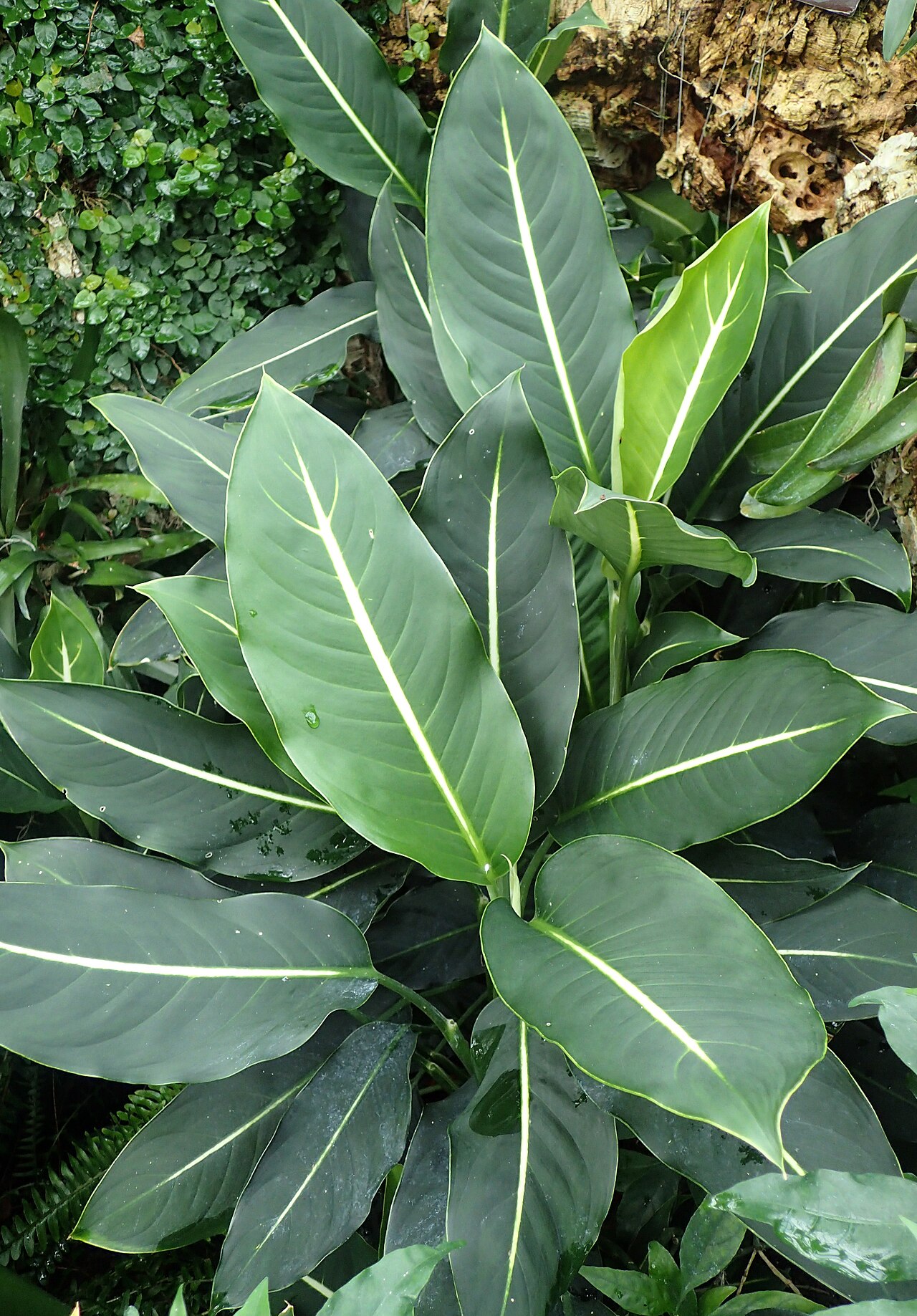 Dieffenbachia oerstedtii: Dieffenbachia oerstedii at Chicago Botanic Garden
