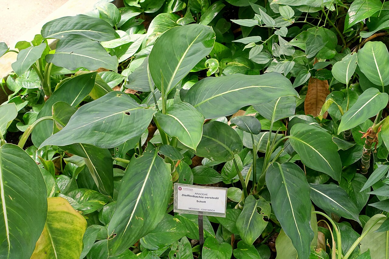 Dieffenbachia oerstedtii: Botanical specimen in the Orto botanico - Rome, Italy.
