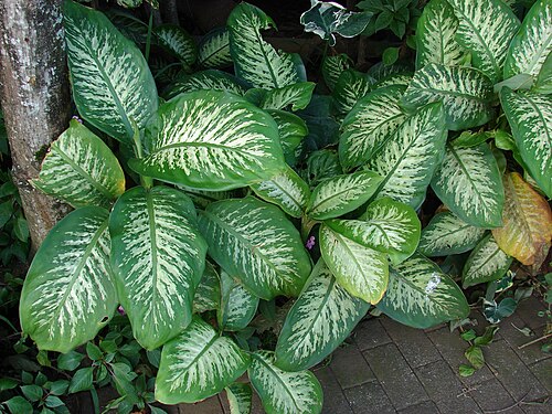 Dumb cane: Dieffenbachia seguine (leaves). Location: Maui, Haiku