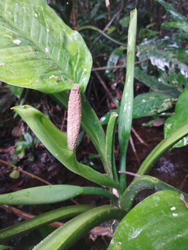 Dumb cane (Dieffenbachia seguine)