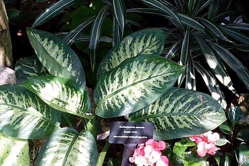 Dumb cane: Botanical specimen in Bloedel Floral Conservatory, Queen Elizabeth Park - Vancouver, British Columbia, Canada.