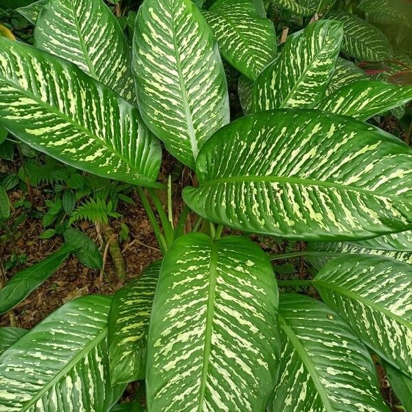 Dumb cane (Dieffenbachia seguine)