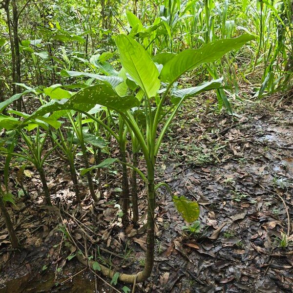 Dumb cane (Dieffenbachia seguine)