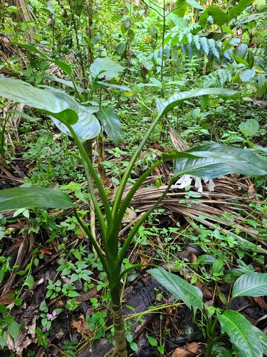 Dumb cane (Dieffenbachia seguine)