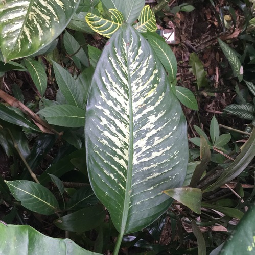 Dumb cane (Dieffenbachia seguine)