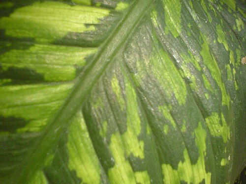 Dumb cane: Common name : Dieffenbachia, Dumb cane Botanical name : Dieffenbachia seguine - [ (def-en-BAH-kee-ah) named for Dr. Ernst Dieffenbach, 19th century German natur