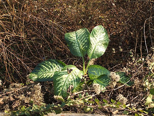 Dumb cane (Dieffenbachia seguine)