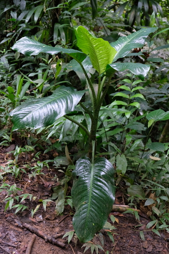 Dumb cane (Dieffenbachia seguine)