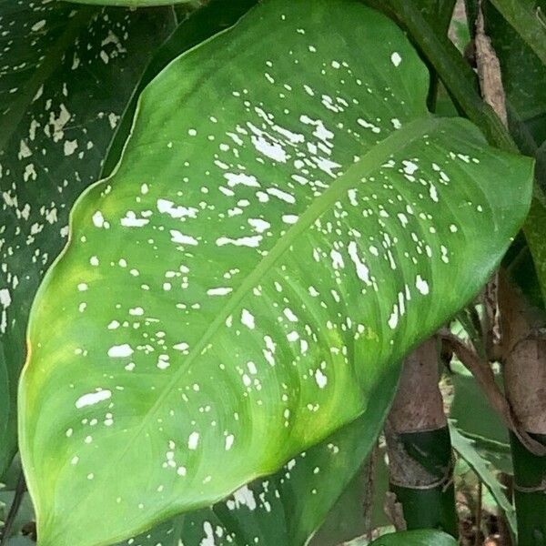 Dumb cane (Dieffenbachia seguine)