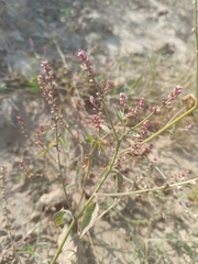 False amaranth (Digera muricata)