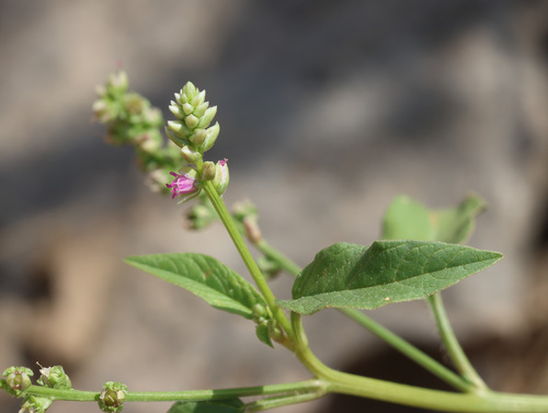False amaranth (Digera muricata)