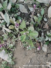 False amaranth (Digera muricata)